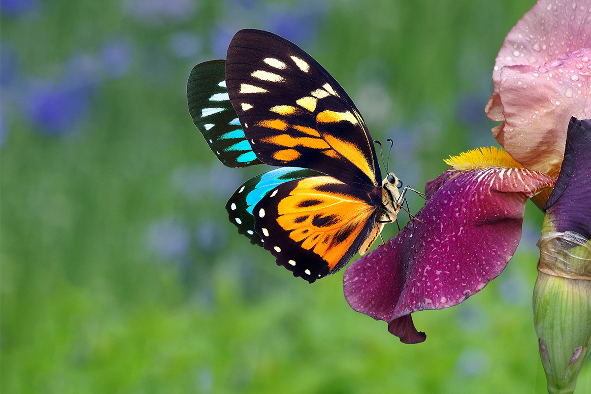 irises blooming in the garden. purple iris flower and colorful tropical butterfly close up. copy space
